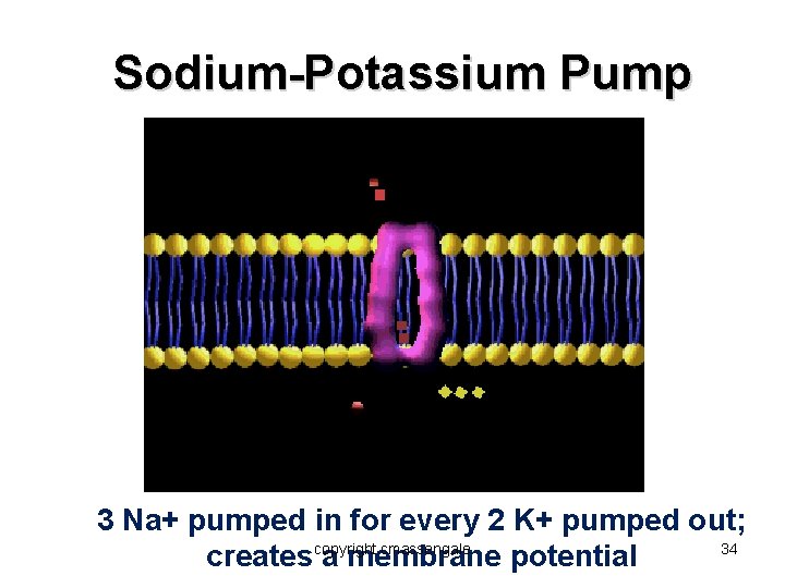 Sodium-Potassium Pump 3 Na+ pumped in for every 2 K+ pumped out; cmassengale 34
