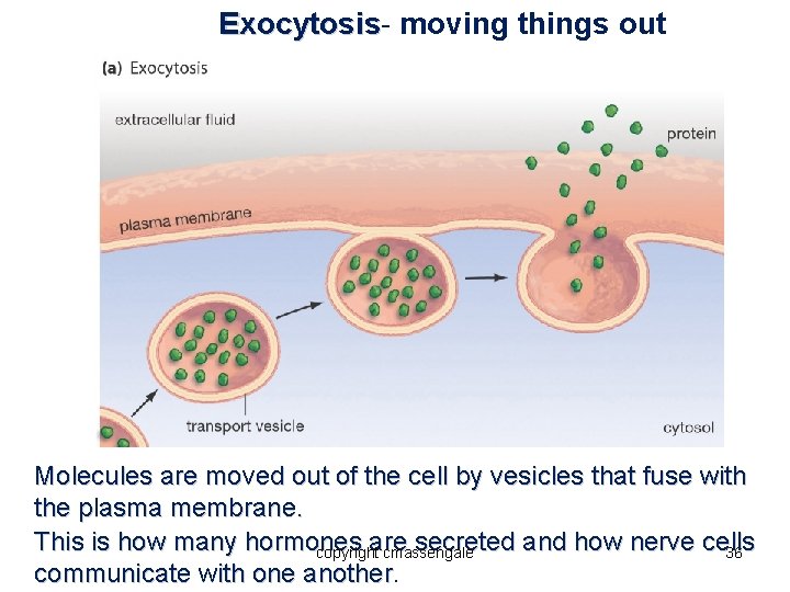 Exocytosis moving things out Molecules are moved out of the cell by vesicles that