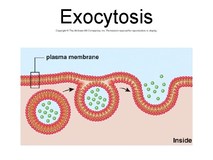 Exocytosis 