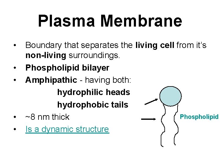 Plasma Membrane • • • Boundary that separates the living cell from it’s non-living
