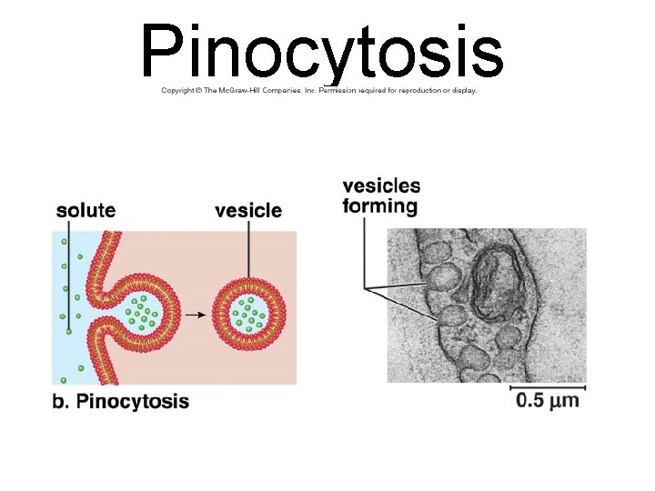 Pinocytosis 