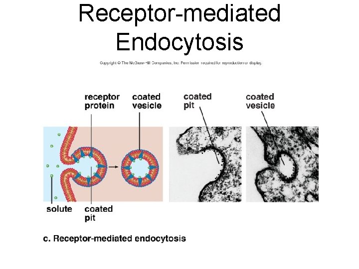 Receptor-mediated Endocytosis 
