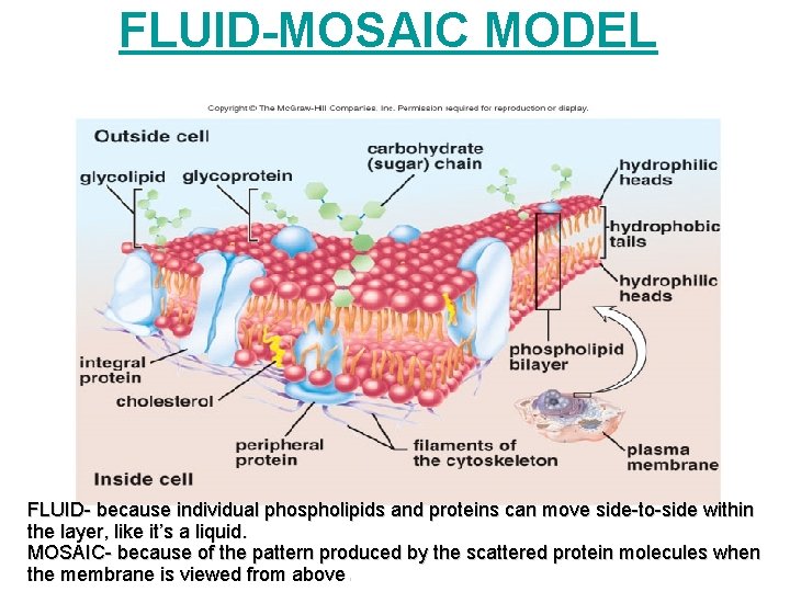 FLUID-MOSAIC MODEL FLUID- because individual phospholipids and proteins can move side-to-side within the layer,
