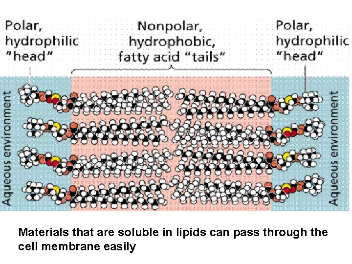 Materials that are soluble in lipids can pass through the cell membrane easily 