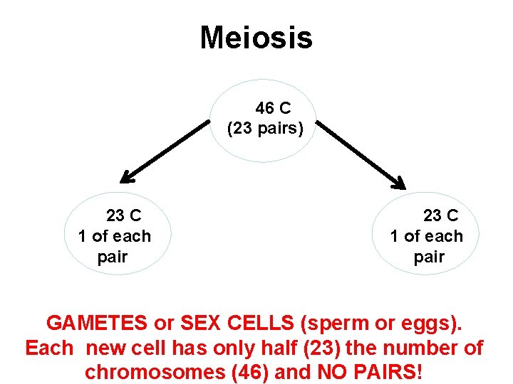 Meiosis 46 C (23 pairs) 23 C 1 of each pair GAMETES or SEX
