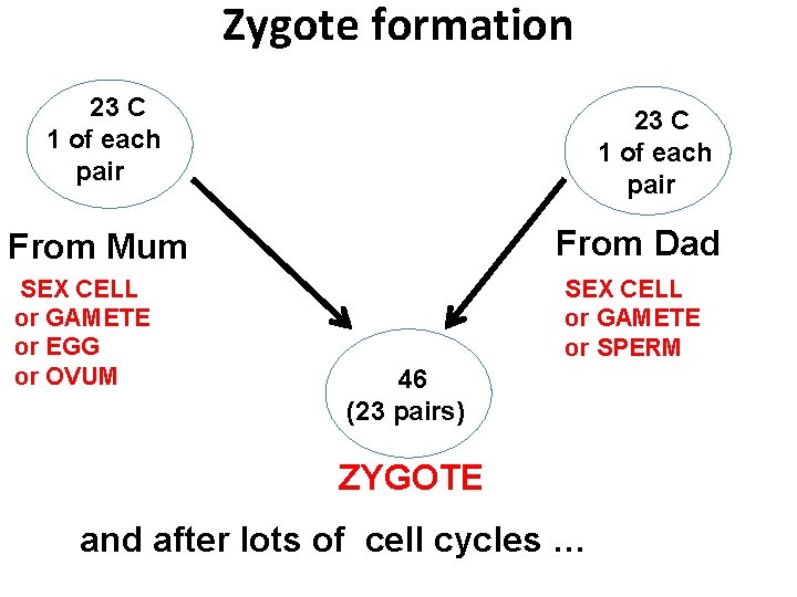 Zygote formation 23 C 1 of each pair From Dad From Mum SEX CELL