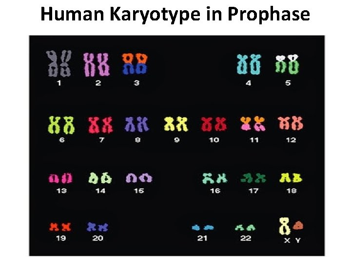 Human Karyotype in Prophase 