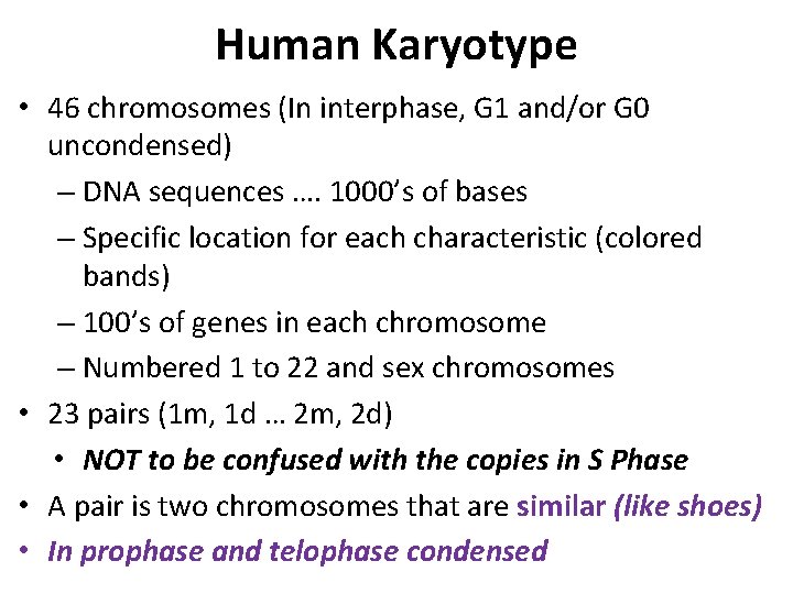 Human Karyotype • 46 chromosomes (In interphase, G 1 and/or G 0 uncondensed) –