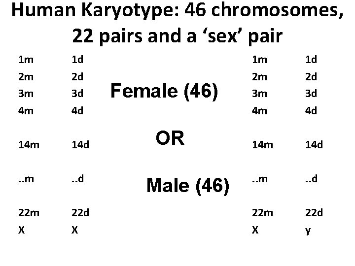 Human Karyotype: 46 chromosomes, 22 pairs and a ‘sex’ pair 1 m 2 m