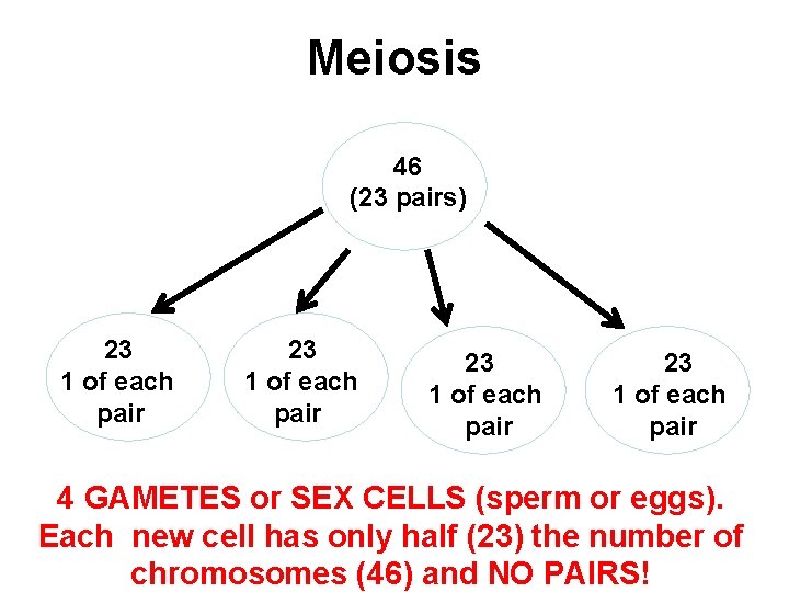 Meiosis 46 (23 pairs) 23 1 of each pair 4 GAMETES or SEX CELLS