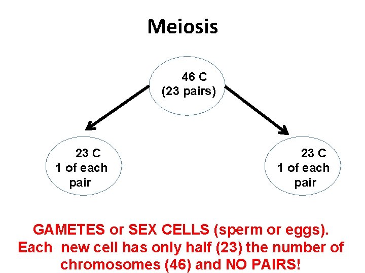 Meiosis 46 C (23 pairs) 23 C 1 of each pair GAMETES or SEX