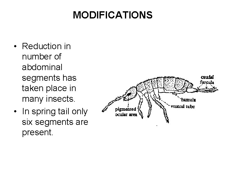 MODIFICATIONS • Reduction in number of abdominal segments has taken place in many insects.