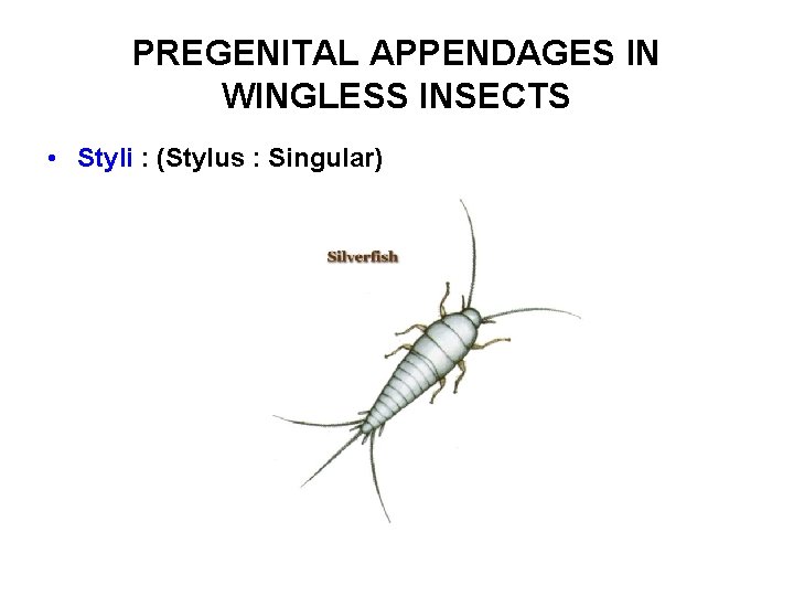 PREGENITAL APPENDAGES IN WINGLESS INSECTS • Styli : (Stylus : Singular) 