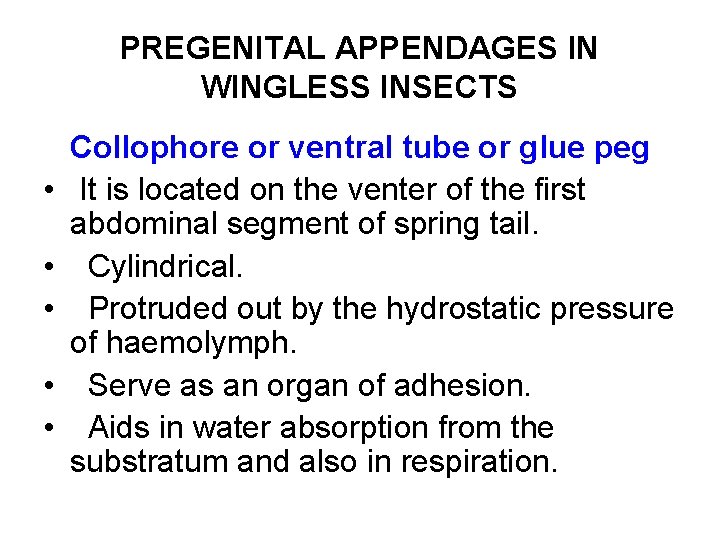 PREGENITAL APPENDAGES IN WINGLESS INSECTS • • • Collophore or ventral tube or glue