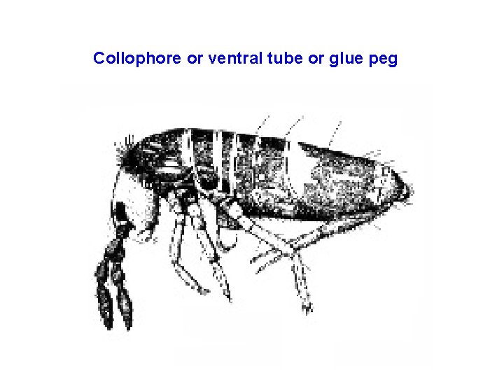 Collophore or ventral tube or glue peg 