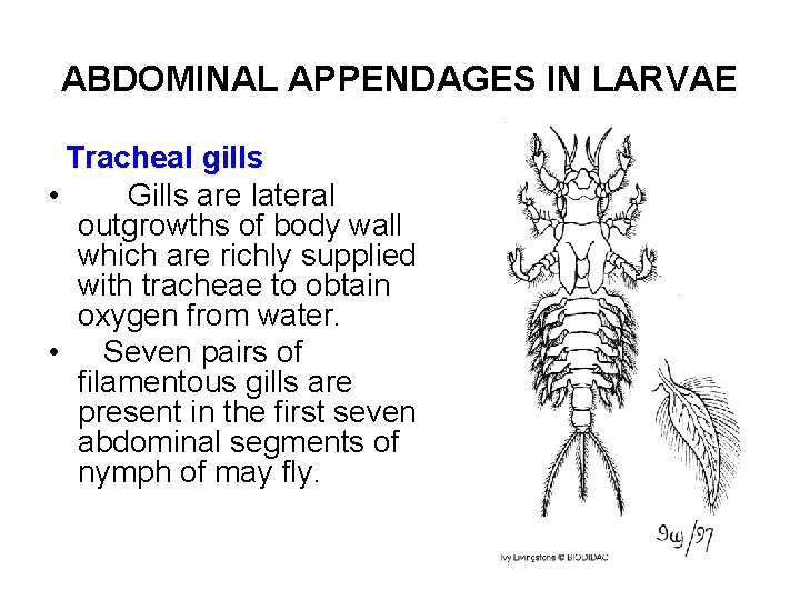 ABDOMINAL APPENDAGES IN LARVAE Tracheal gills • Gills are lateral outgrowths of body wall