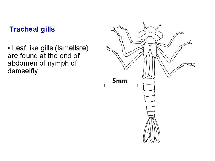 Tracheal gills • Leaf like gills (lamellate) are found at the end of abdomen