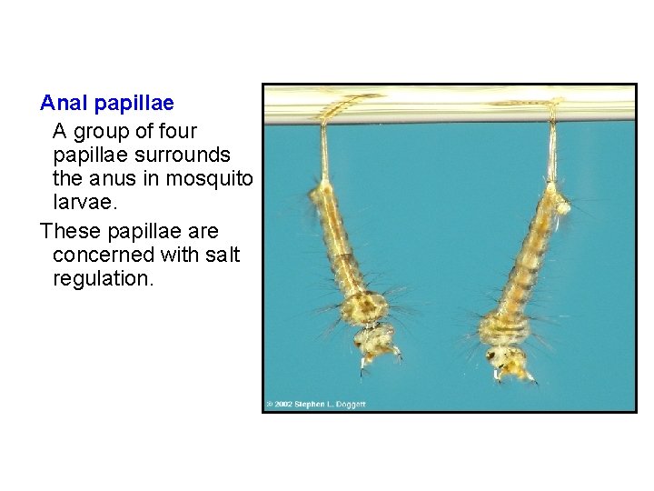 Anal papillae A group of four papillae surrounds the anus in mosquito larvae. These