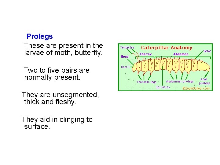 Prolegs These are present in the larvae of moth, butterfly. Two to five pairs