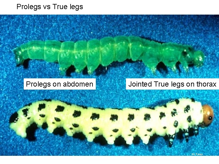 Prolegs vs True legs Prolegs on abdomen Jointed True legs on thorax MJ Raupp