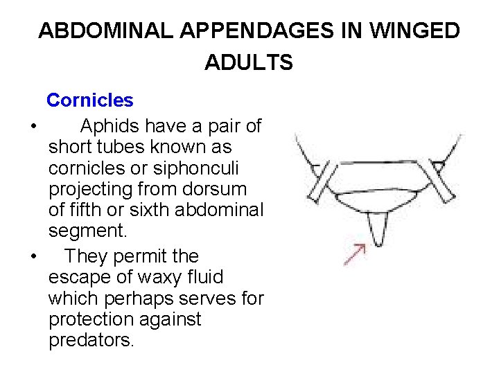 ABDOMINAL APPENDAGES IN WINGED ADULTS Cornicles • Aphids have a pair of short tubes