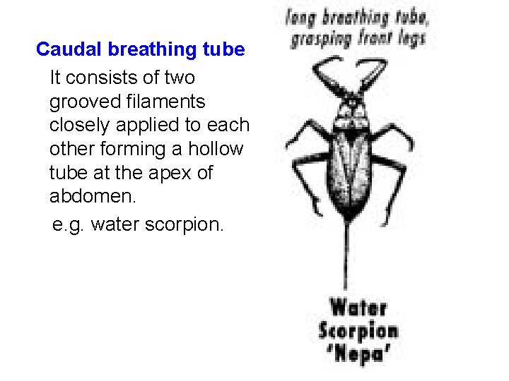 Caudal breathing tube It consists of two grooved filaments closely applied to each other