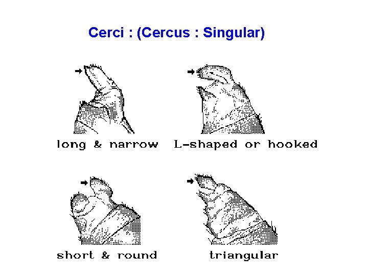 Cerci : (Cercus : Singular) 