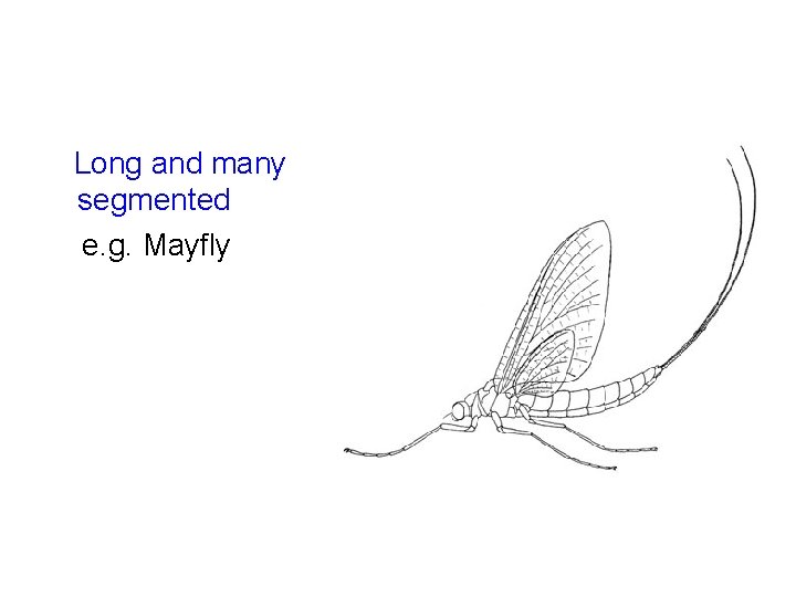 Long and many segmented e. g. Mayfly 