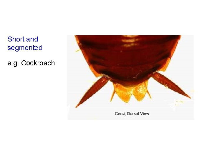 Short and segmented e. g. Cockroach 