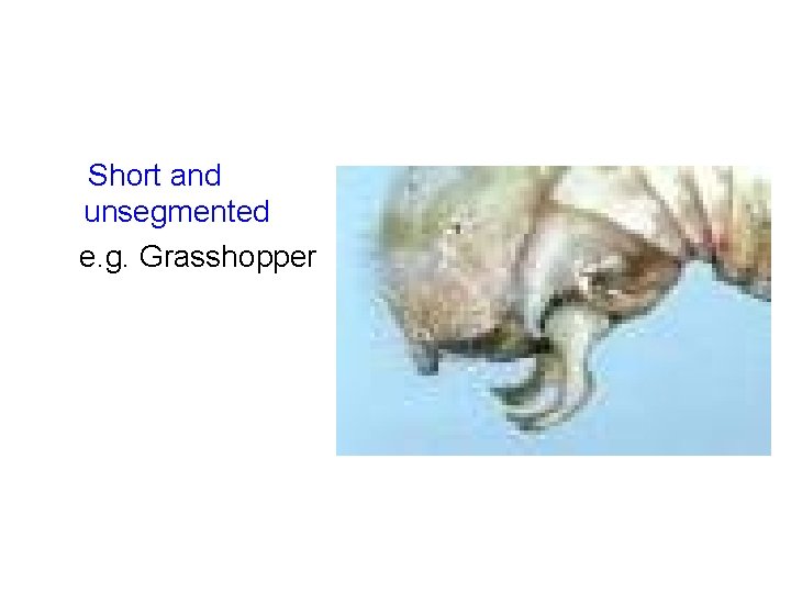 Short and unsegmented e. g. Grasshopper 