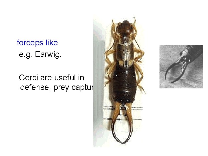 forceps like e. g. Earwig. Cerci are useful in defense, prey capture. 