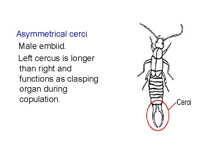 Asymmetrical cerci Male embiid. Left cercus is longer than right and functions as clasping