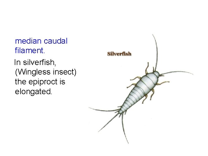 median caudal filament. In silverfish, (Wingless insect) the epiproct is elongated. 
