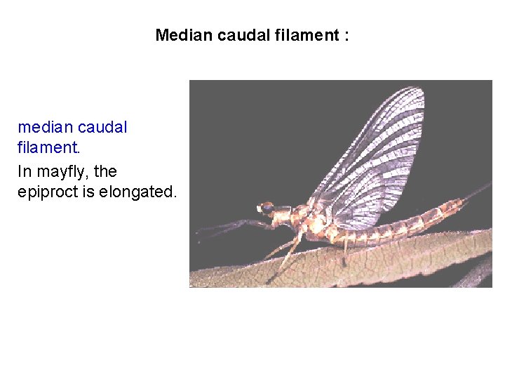Median caudal filament : median caudal filament. In mayfly, the epiproct is elongated. 