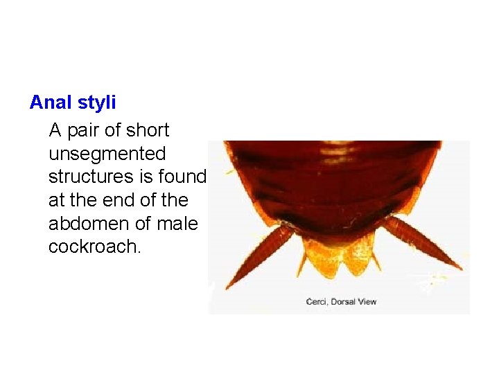 Anal styli A pair of short unsegmented structures is found at the end of