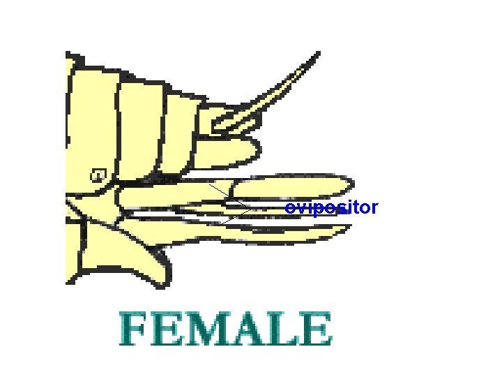 ovipositor 