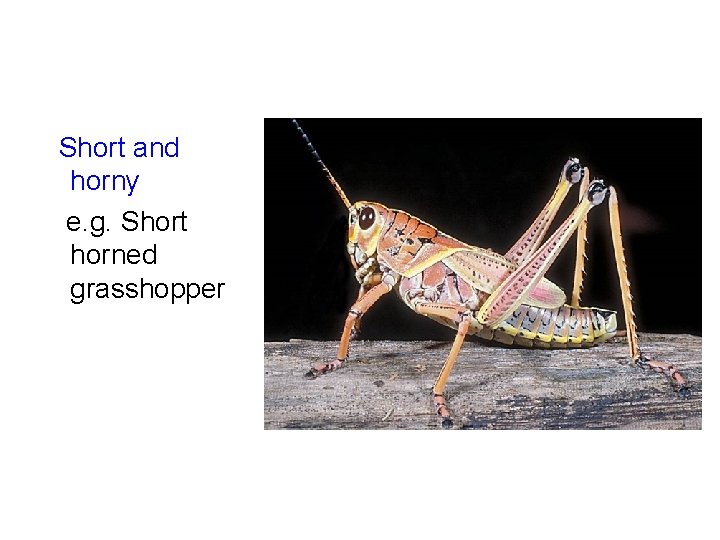 Short and horny e. g. Short horned grasshopper 