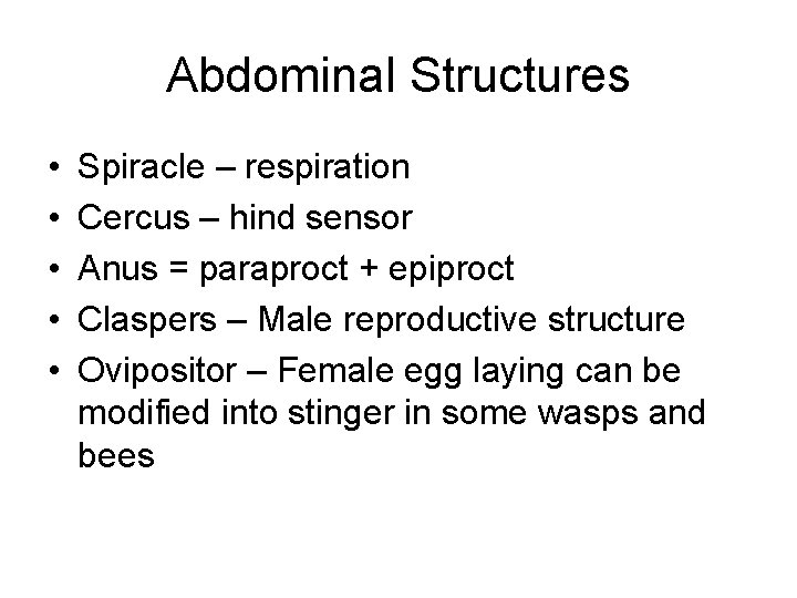 Abdominal Structures • • • Spiracle – respiration Cercus – hind sensor Anus =