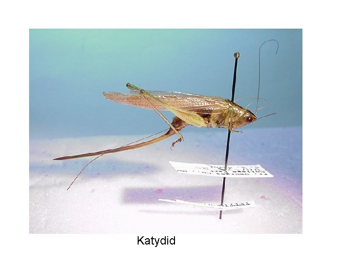 Katydid 