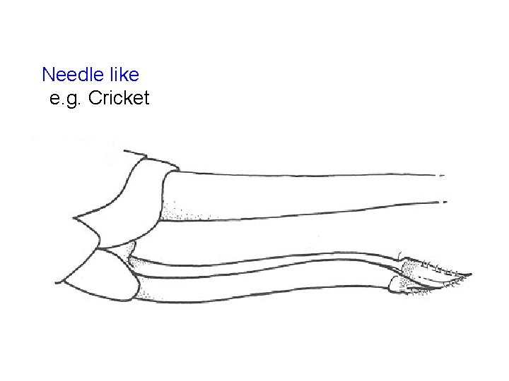 Needle like e. g. Cricket 
