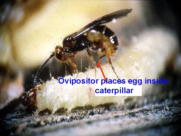 Ovipositor places egg inside caterpillar 
