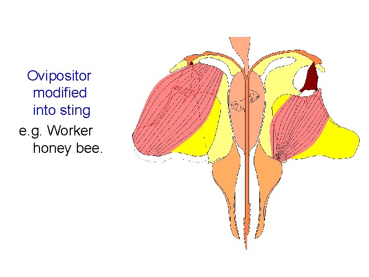 Ovipositor modified into sting e. g. Worker honey bee. 