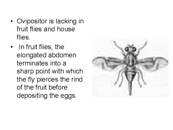  • Ovipositor is lacking in fruit flies and house flies. • In fruit