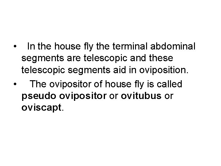  • In the house fly the terminal abdominal segments are telescopic and these