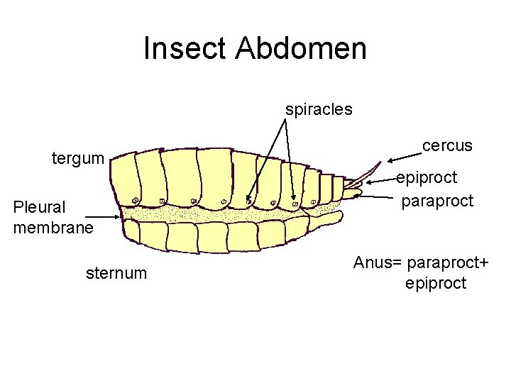 Insect Abdomen spiracles tergum Pleural membrane sternum cercus epiproct paraproct Anus= paraproct+ epiproct 