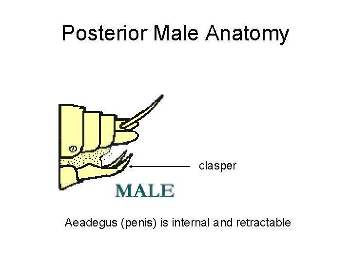 Posterior Male Anatomy clasper Aeadegus (penis) is internal and retractable 