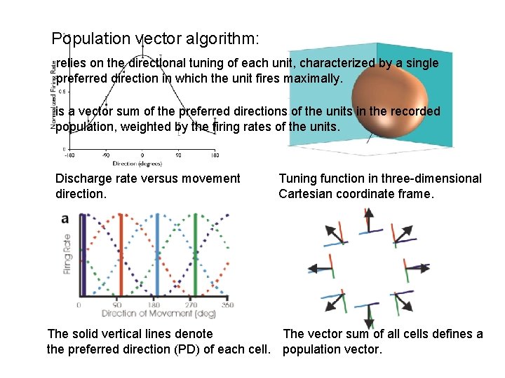 Population vector algorithm: relies on the directional tuning of each unit, characterized by a Population vector algorithm: relies on the directional tuning of each unit, characterized by a