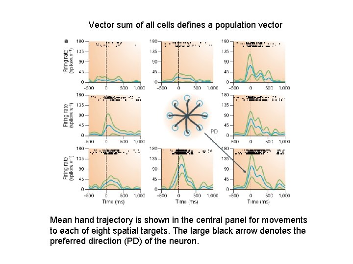 Vector sum of all cells defines a population vector Mean hand trajectory is shown Vector sum of all cells defines a population vector Mean hand trajectory is shown