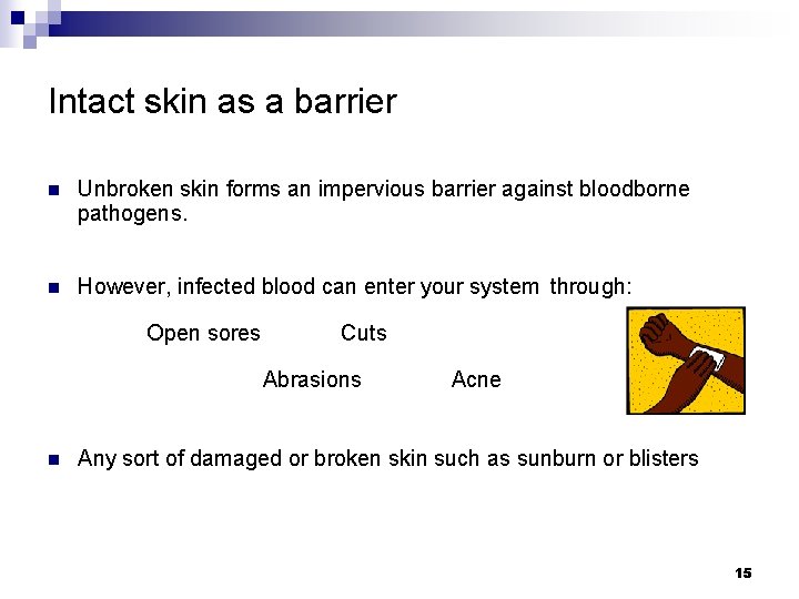 Intact skin as a barrier n Unbroken skin forms an impervious barrier against bloodborne