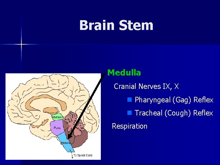 Brain Stem Medulla Cranial Nerves IX, X n Pharyngeal (Gag) Reflex n Tracheal (Cough)